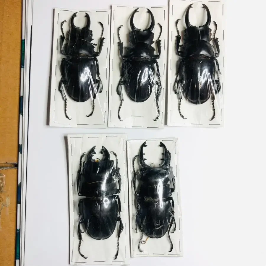 Specimens of Atlas Subspecies of Insects, Real Beetles, Stag Beetles, Giddyups and Butterflies Home Decor 4