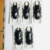 Specimens of Atlas Subspecies of Insects, Real Beetles, Stag Beetles, Giddyups and Butterflies Home Decor 4