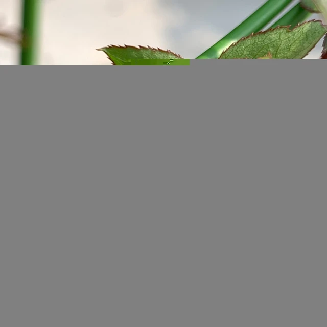 20/50/100 db Növényi Klipek Szőlőbilincs Támogatás Paradicsom Pillangó Orchidea Virágok Klipkerti Kiegészítők Szerszámok - Image 4