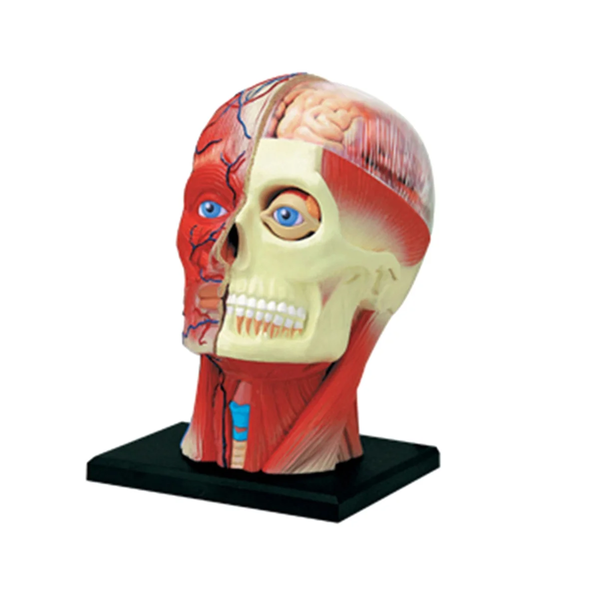 Modelo Médico do Corpo Humano do Tronco Educação Músculos da Cabeça Modelo de Órgãos Nervosos para Estudante Estudo de Ensino Montagem - Imagem 6