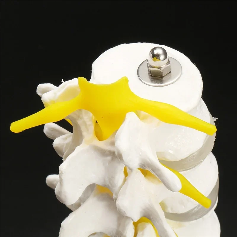 Lumbar Vertebral Spine Model 4