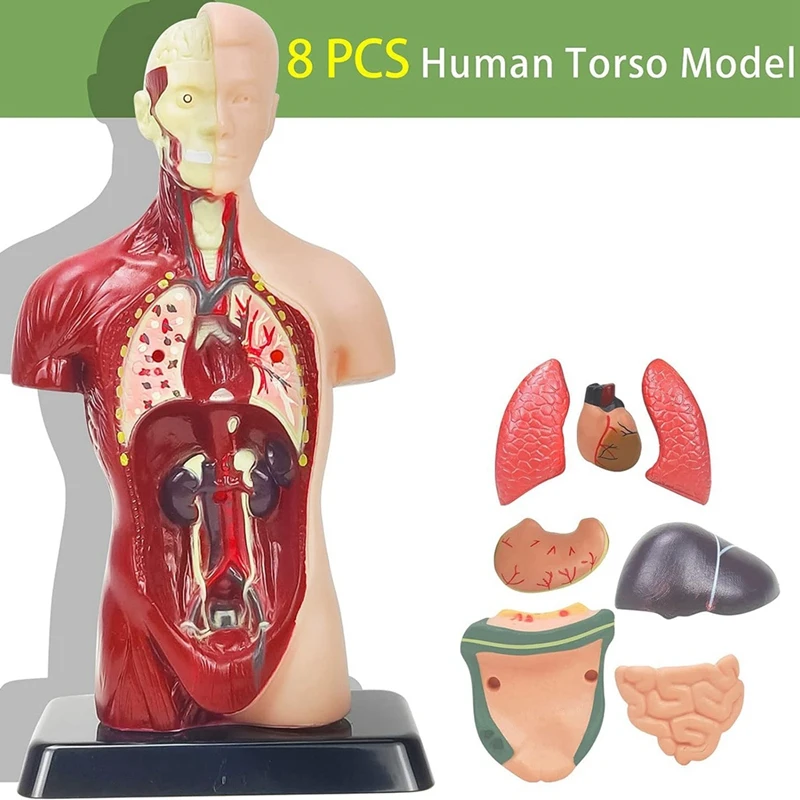 Human Body Model For Kids Plastic Human Torso Anatomy Model Toys 8 Pcs Removable Anatomy Doll With Heart & Organs anatomy model toys