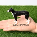 Whippet