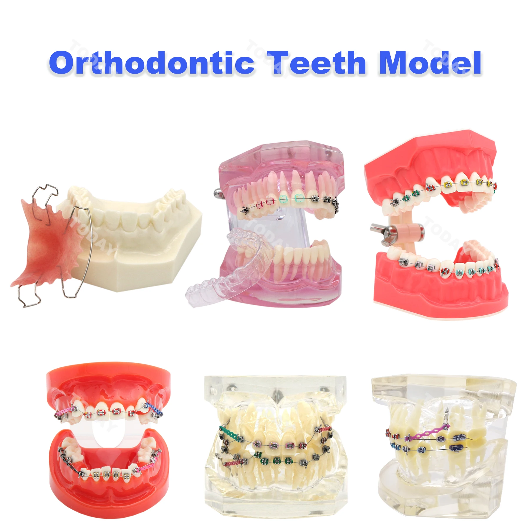 

Dental Orthodontic Teeth Model With Hawley Retainer Metal/ Ceramic Brackets Teaching Models For Dentist Patient Communication