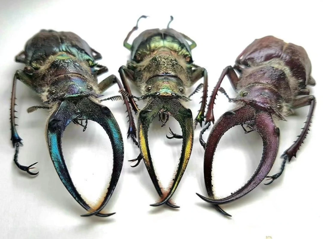 Sphaenognathus Feisthameli Real Insect Spade Beetle Insect Specimen Artwork Material Museum Collection Statues for Decoration 3