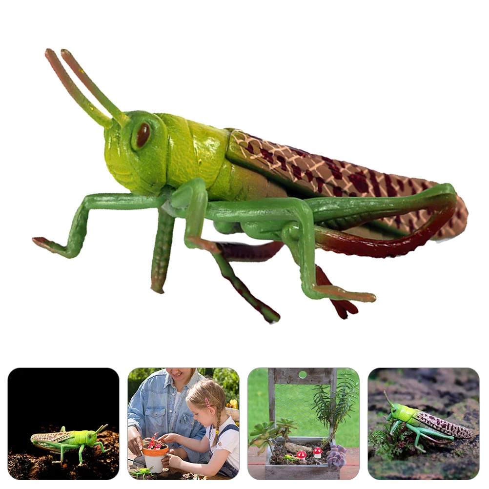 

Locust Animal Model Kid Cognitive Toy Early Educational Plaything Insect Ornament Kids Playthings Simulation Toys