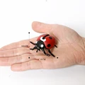 Ladybug