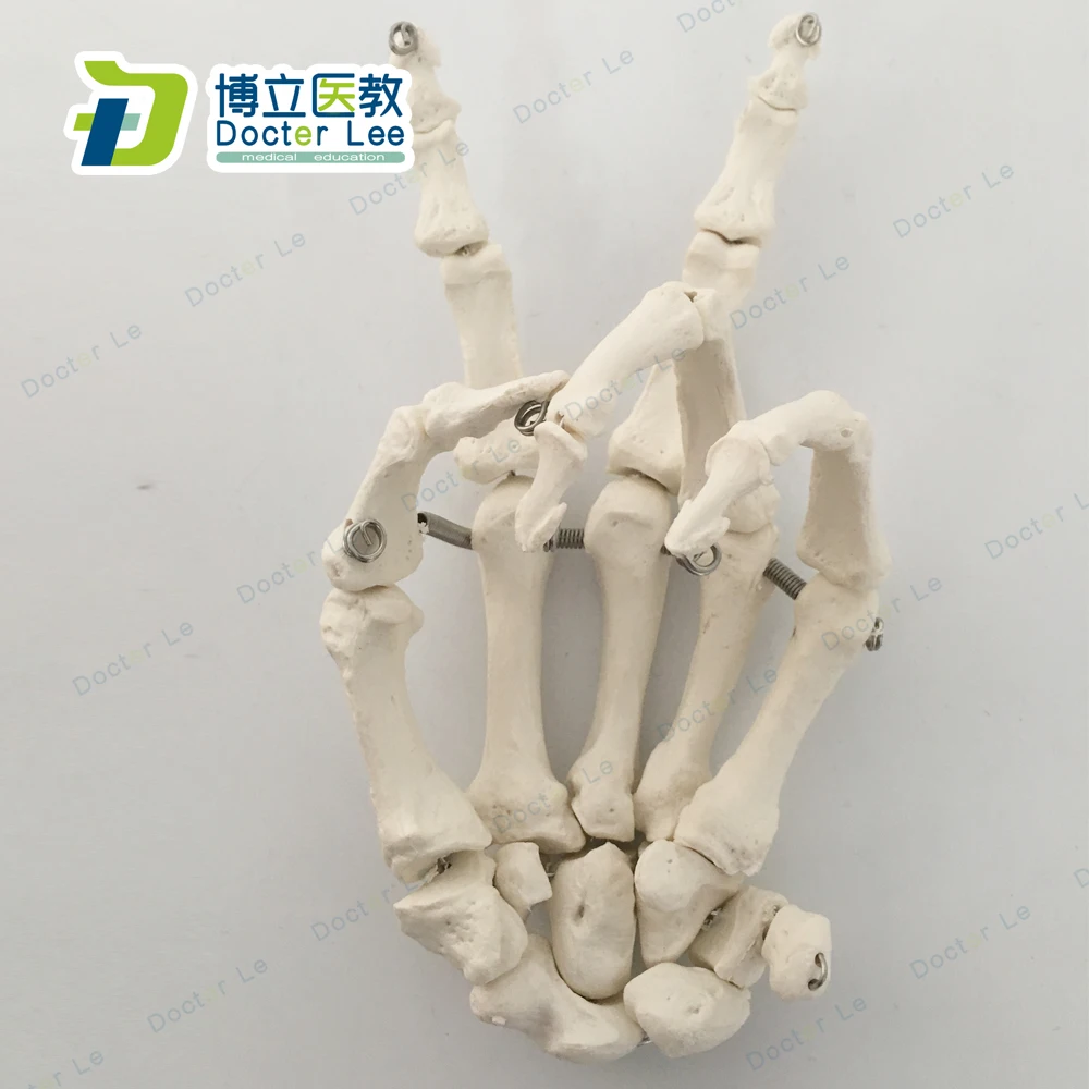 Life Size Anatomical Hand Joint Human Hand Skeleton Model for Medical Science and Edudcation Tool