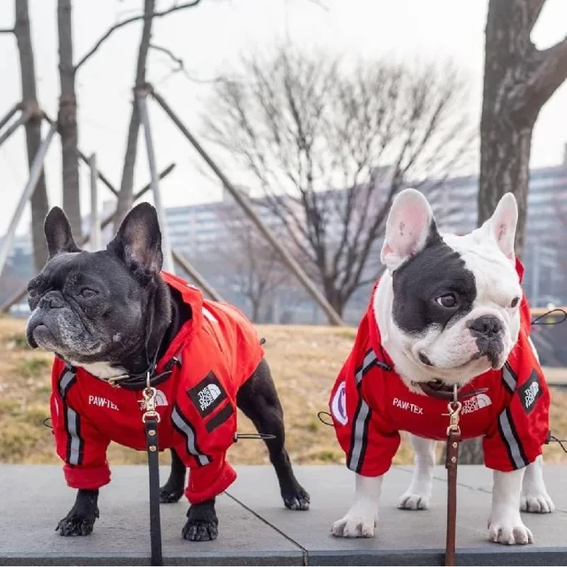Windproof Dog Raincoat 3