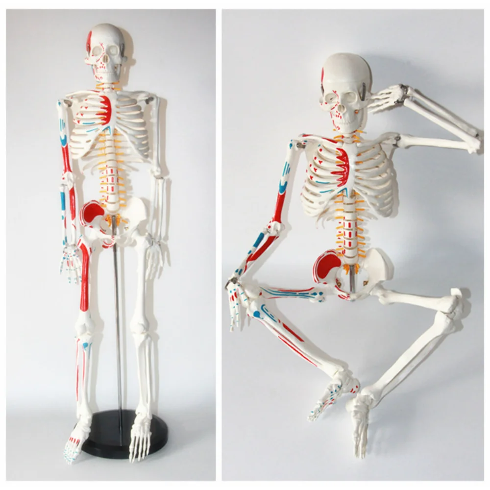 Standard 85CM human skeleton model human skeleton model half muscle coloring with nerve