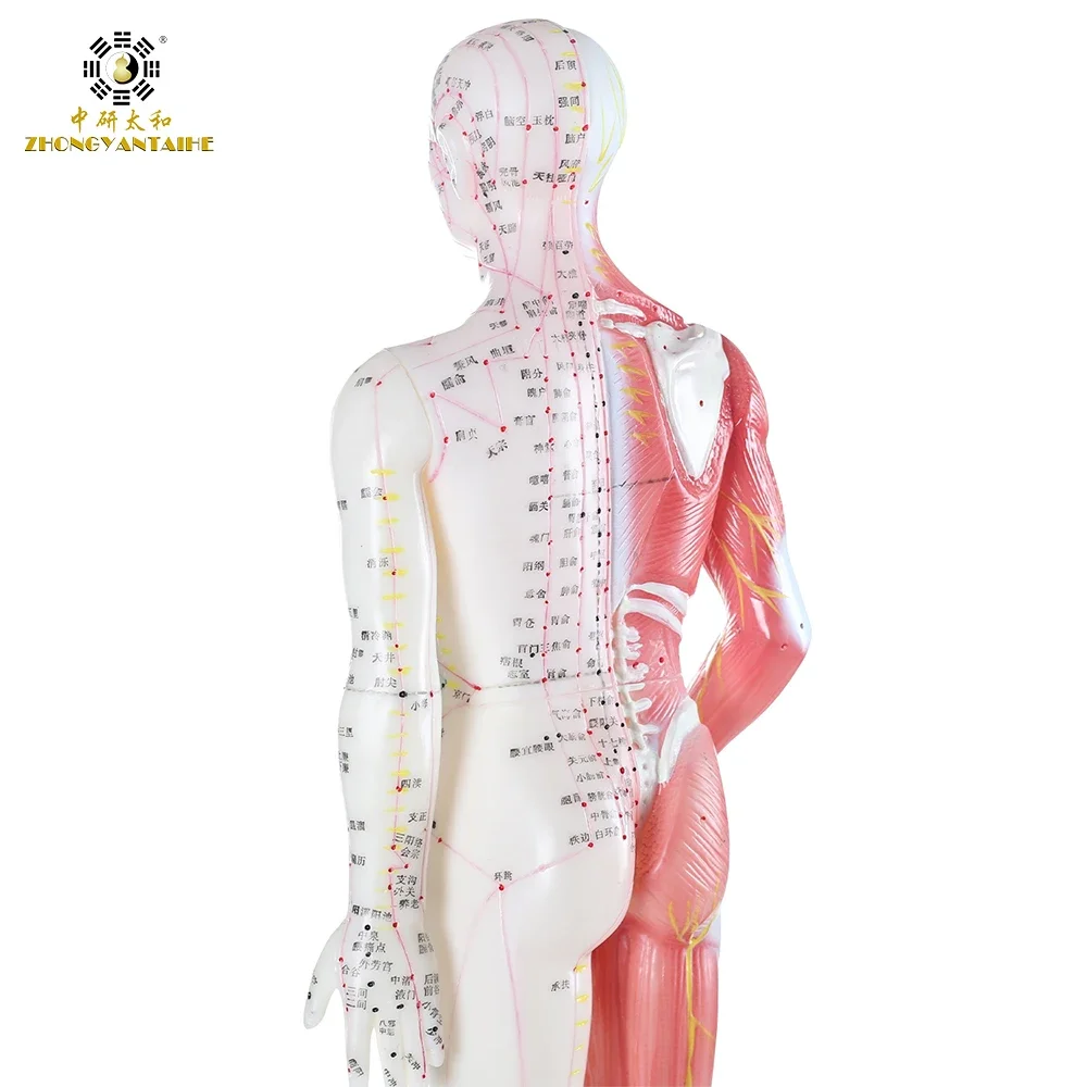 Point d'acupuncture humain masculin et modèle musculaire, modèle de corps chinois, anatomie musculaire