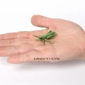 Mini Insects 4