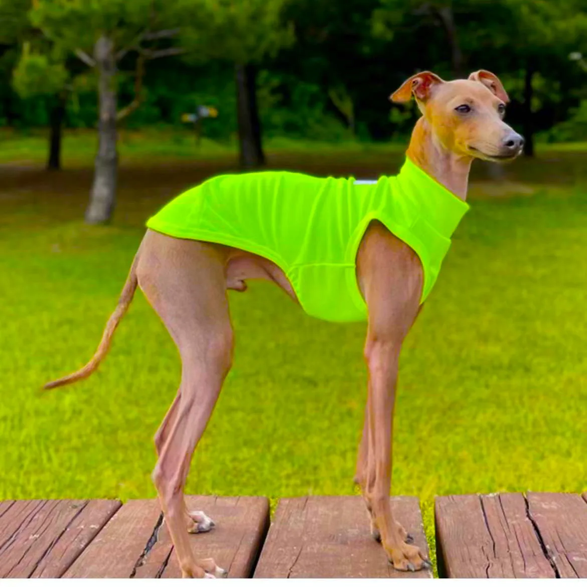 Pet Dog Vest Italian Greyhound Dog Clothes Thin Pet T-Shirt Puppy Puppy Camicia Traspirante Bulldog Francese Chihuahua Dog Clothes