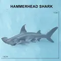 Hammerhead Shark