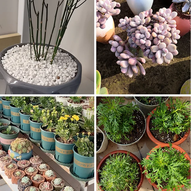 100G (1L) Perlite Pellet Konfigurálja A Tápanyag Talajnövény Óvodáját, Laza Talajszubsztrát Kerti Bonsai -Hoz - Image 4