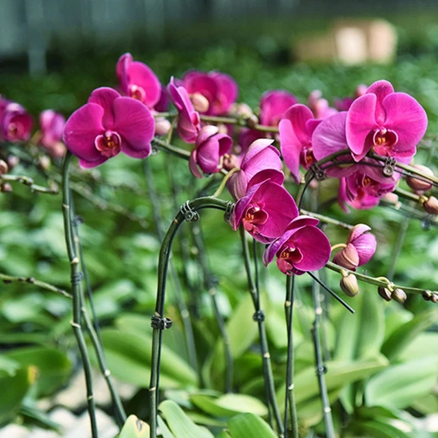 20/50/100 db Növényi Klipek Szőlőbilincs Támogatás Paradicsom Pillangó Orchidea Virágok Klipkerti Kiegészítők Szerszámok - Image 5