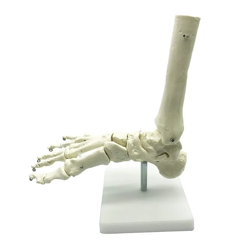 1:1 Lifesize Human Foot Skeleton Anatomy Model Medical Science Teaching Resources