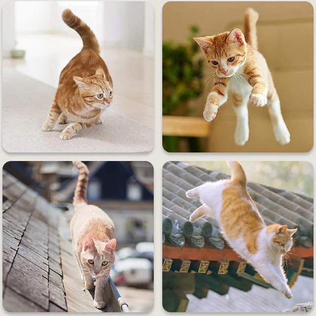 Cat Barrier Net, Pet Isolation Net, Cat and Dog Door, Cat Isolation Fence, Hot Selling Pet Fence, Cat Barrier, Dog Hole 5