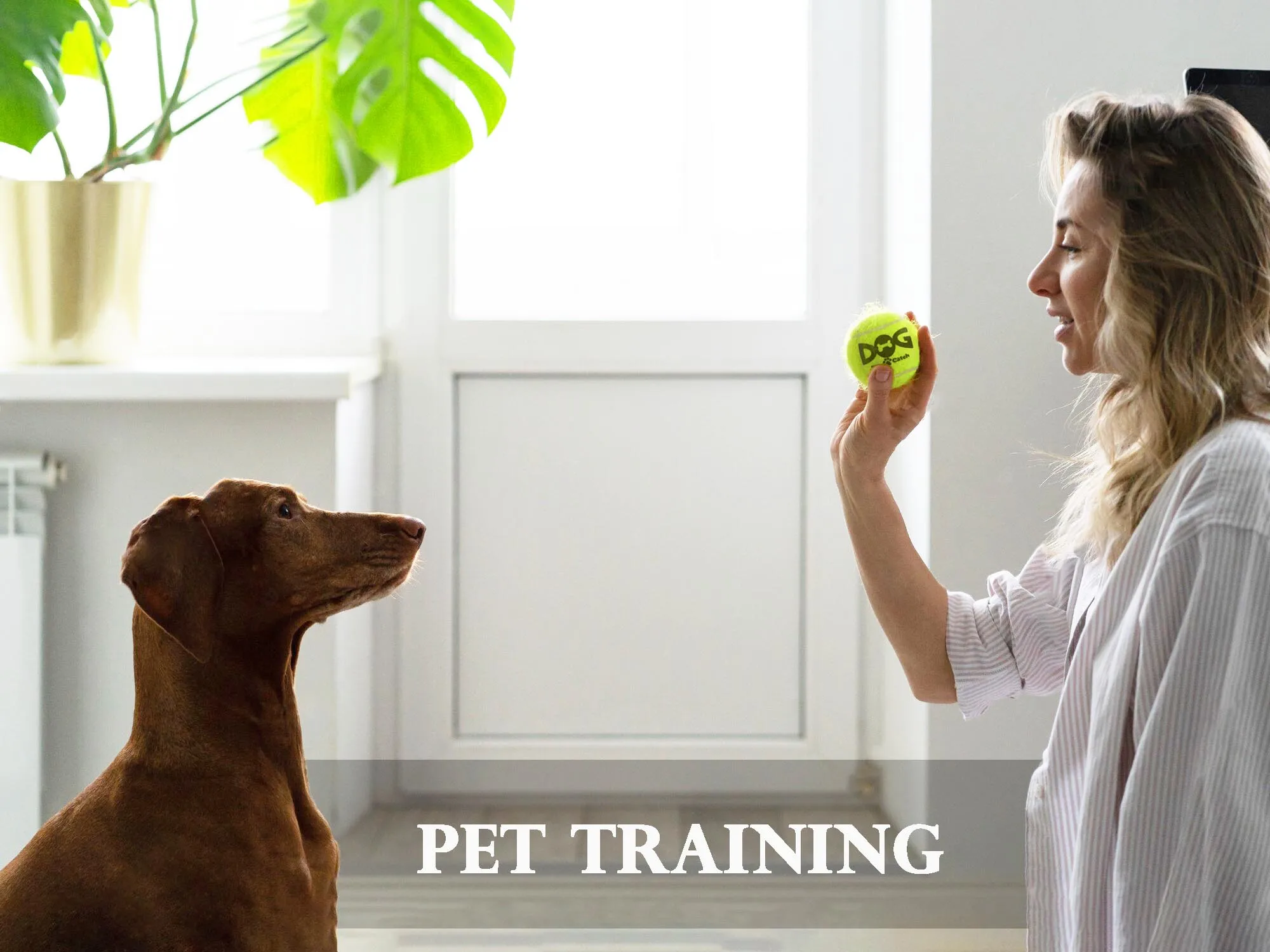 4~12 Pcs Squeaky Tennis Balls for Dog Toy, 2.5'' Small or Medium Breed Dogs Traning Easy Fetching Balls Highly Bouncy