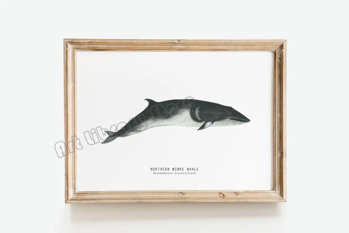 Marine Life Ocean Animals Canvas Art Poster - Whales, Sharks, and Turtles