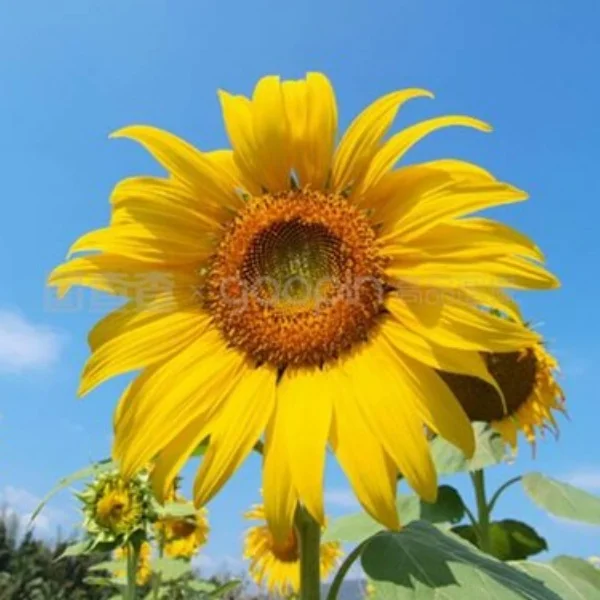 SUNFLOWER Toy Store