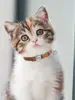 Safety Breakaway Anti-lost Cat Collar Engraveing Personalized  Leather Collars With Free Name Bell Pet Cats Accessories 6