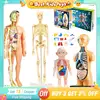 Mannequin 3D Human Body Model Torso Model Educational Assembly Early Learning DIY Kids Toys Skeleton Anatomy Organ Teaching Tool 1