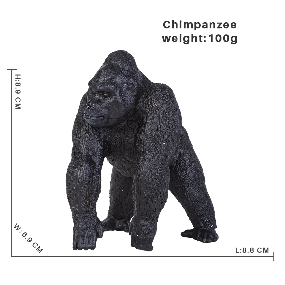 Chimpanzee