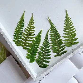 5-7cm/24 pezzi, Foglia di Felce Pressata, Materiale Decorativo per DIY con Gel, Cornici per Foto, Segnalibri, Adesivi per Telefoni