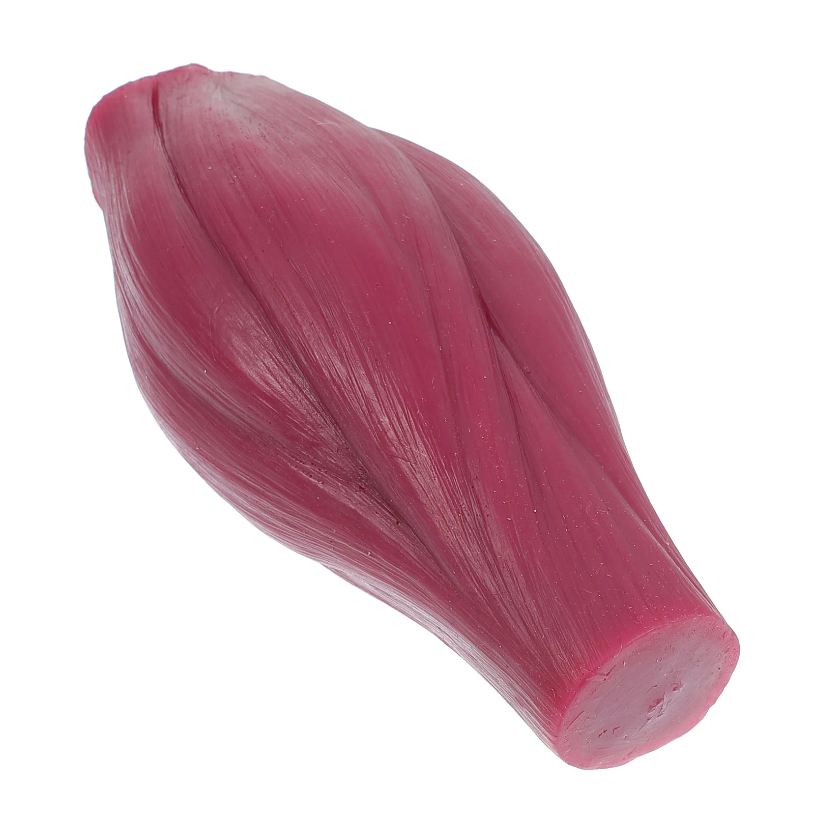 Human Body Muscle Replica Model lb Muscle Model for Fitness Enthusiast No Base