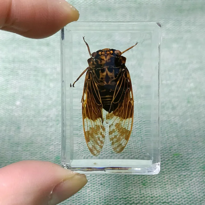 Real Insect Specimens Wrapped In Resin Desktop Decoration Insects Teaching Children's Gifts Biology Class Props 1pcs/4.3cm butterfly specimen