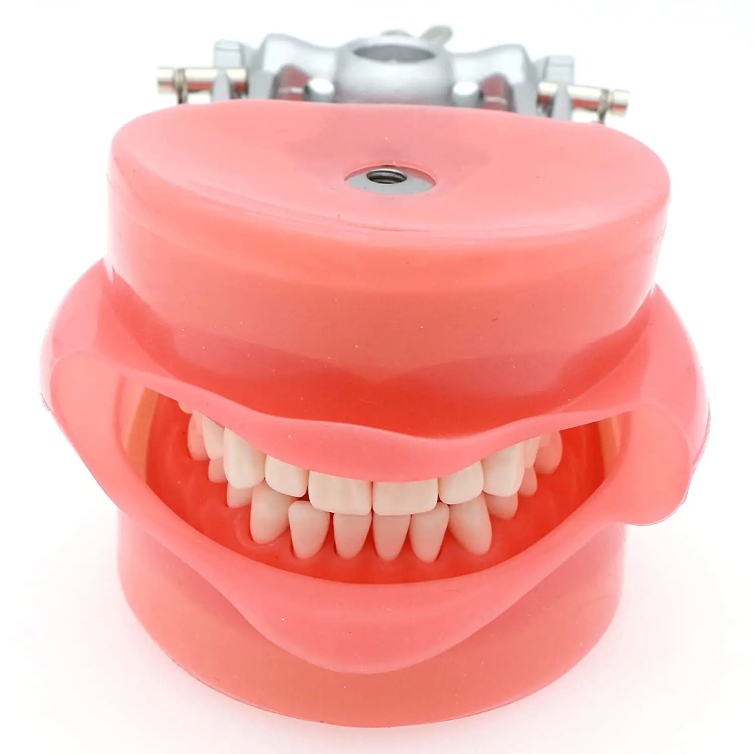 Dental Typodont Model Compatible Kilgore NISSIN 200 Type with 32 PCS Removable Teeth and Metal Bracket Model for Demo