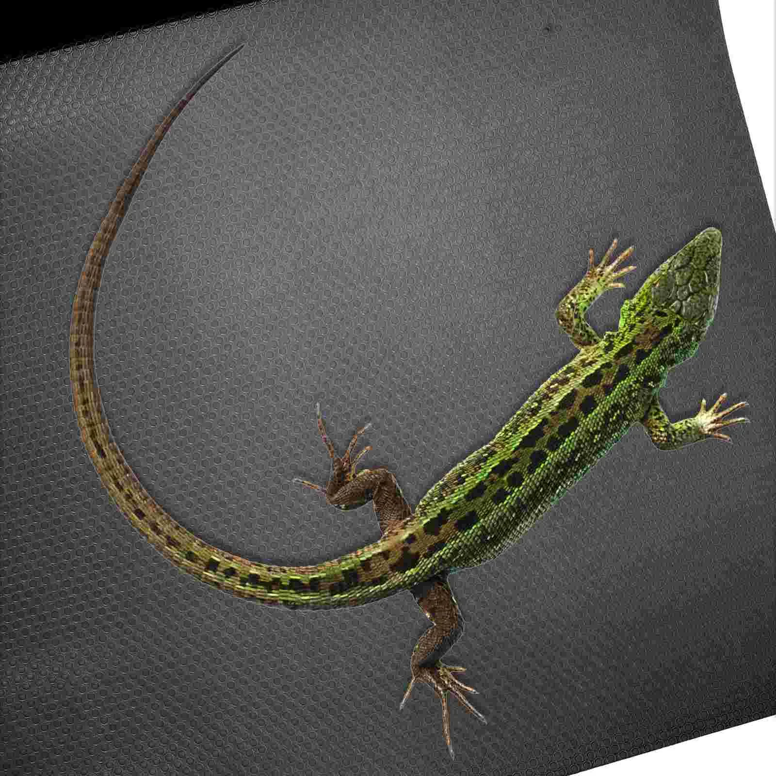 150x45cm 파충류 카펫 테라리움 기초 표범 거미 탱크 액세서리 뱀 침구 EVA 소재 부드럽고 오래 지속되는 내구성