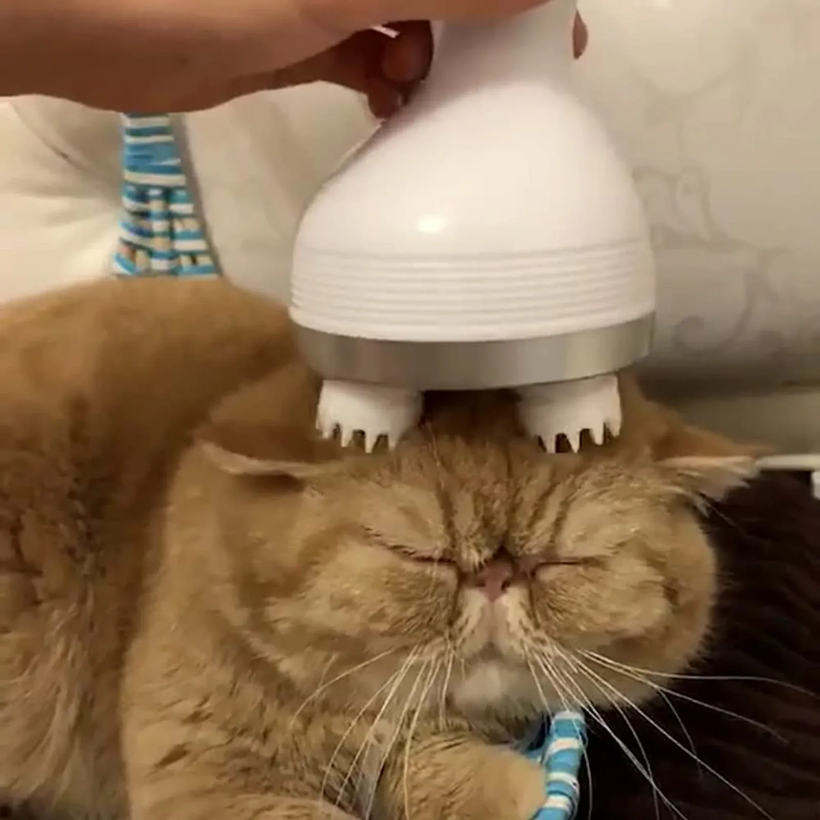 

Cat Pet Electric Scalp Massager Hair Generating Blood Circulation Cat Massager Simple And Cute New Fashion Pet Products Pet Toys