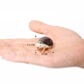 Hedgehog cub C