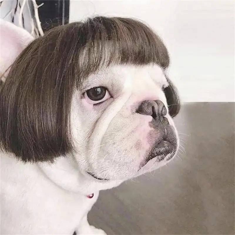 크리스마스 고양이 의상, 재미있는 산타클로스 옷, 작은 고양이 개 크리스마스 새해 애완 동물 고양이 의류, 겨울 고양이 의상