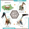 Dinosaur Growth Cycle Dinosaur Model Toy Animal Life Cycle Board Children Toys Montessori Teaching Aids preschool cognitive Toys 3