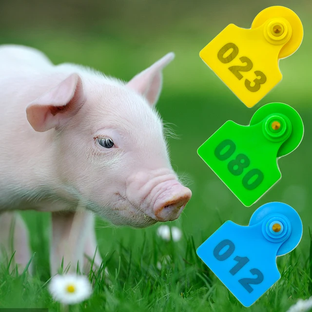 100-Piece Set: Plastic TPU Pig Ear Tags—Versatile Identification Solution for Cows, Goats, Sheep and All Farm Livestock 4