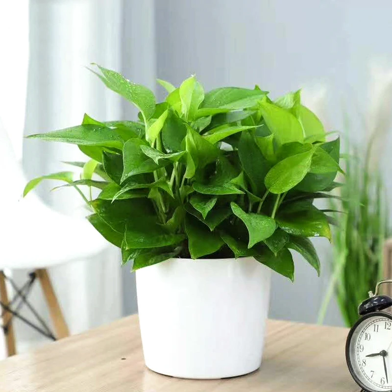 Indoor Self-Watering Plastic Flower Pot with Water Level Indicator