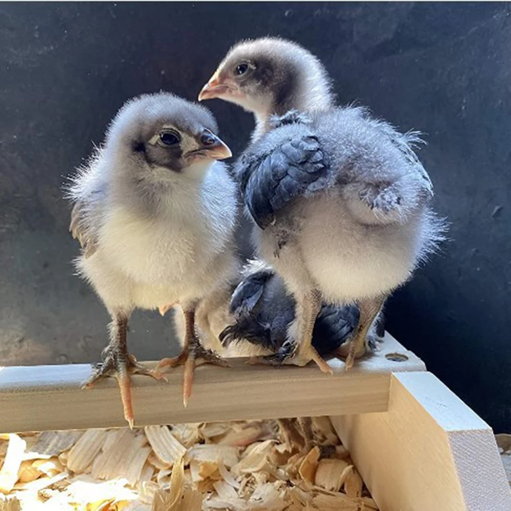 

Decoration False Cock Chicks Coop Chook Chicken Perch Rocking Horse Bird Roosting Bar Solid Accessories Solid Construction