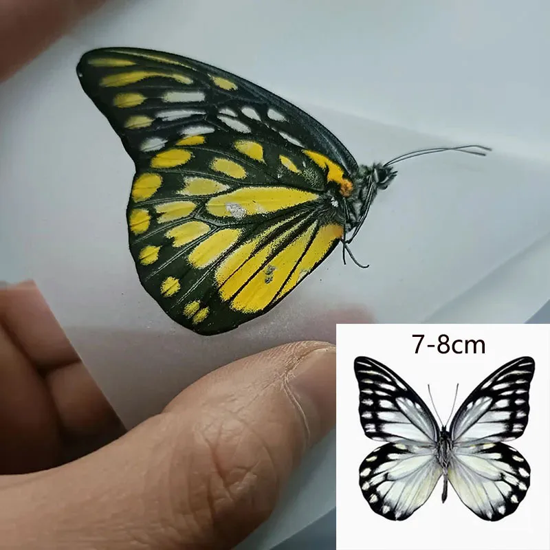 Butterfly Specimen with Closed Wings of Real Butterflies Ideal for Handmade Taxidermy Practice butterfly specimen insect specimens