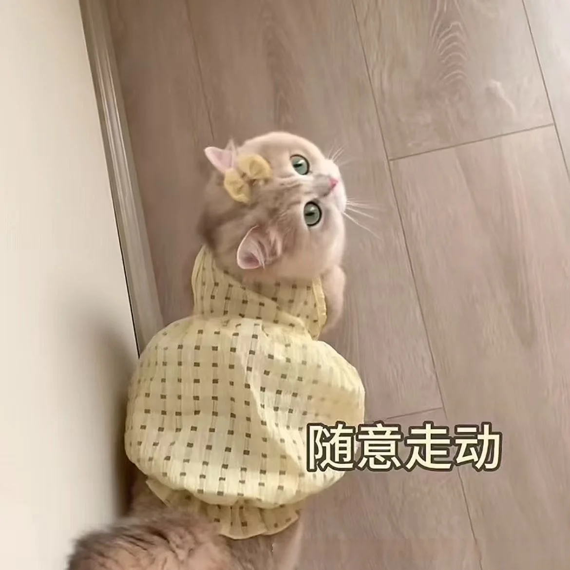 새끼 고양이 여름 옷 작은 스커트 털빠짐 방지 귀여운 인스 스타일 골든 그라데이션 래그돌 브리티시 쇼트헤어 여름 캐미솔 스커트