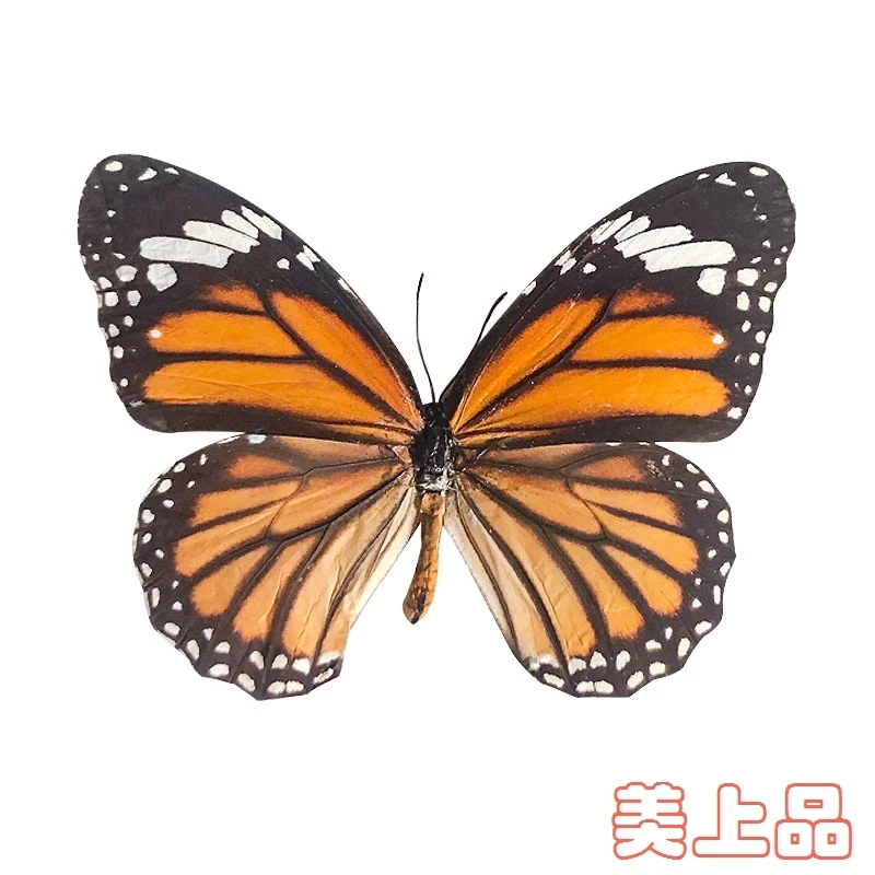 Real Butterfly Specimen Insect Student Teaching Science Exhibition Statues for Decoration Diy Carfs Home Decor 6