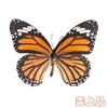 Real Butterfly Specimen Insect Student Teaching Science Exhibition Statues for Decoration Diy Carfs Home Decor 6