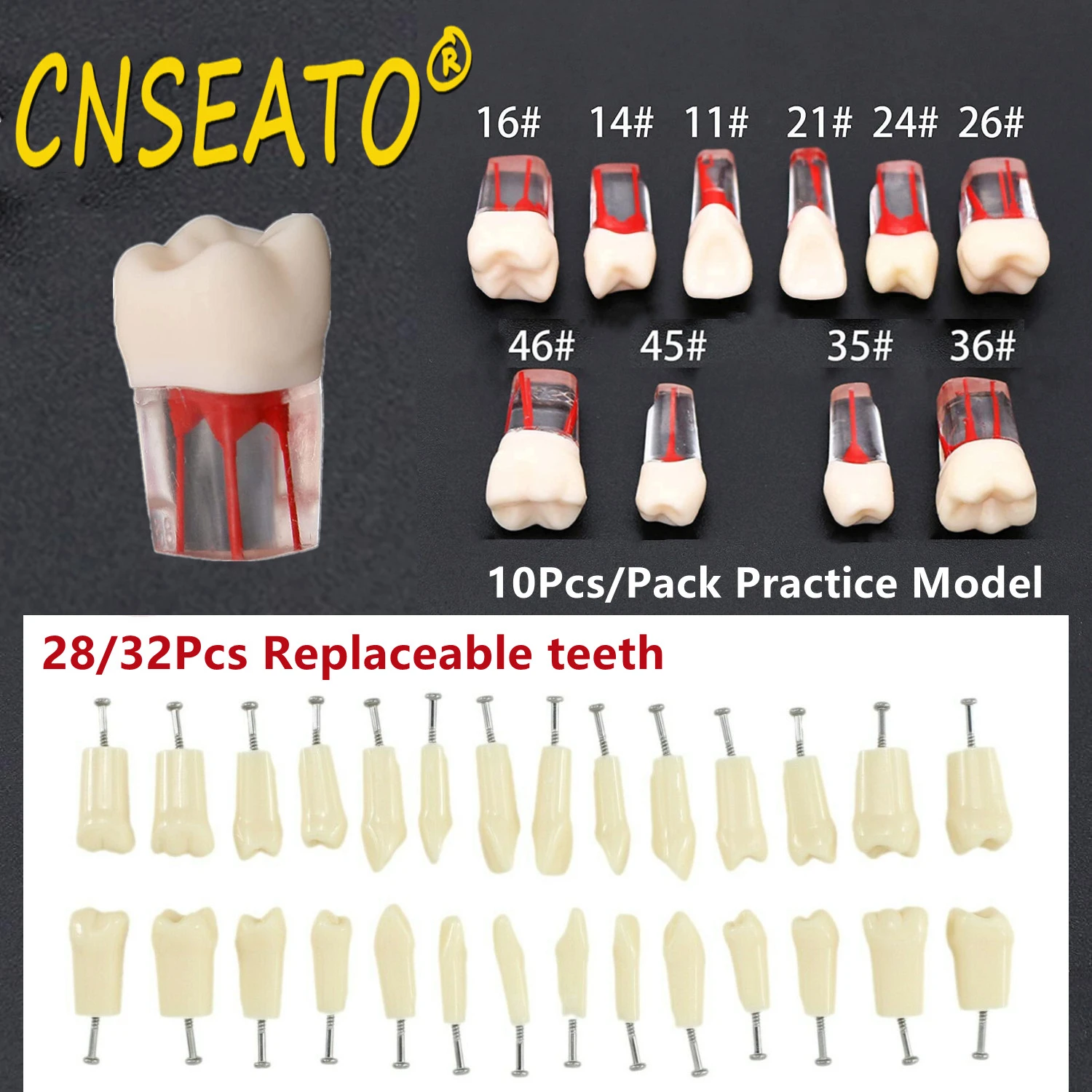 10pc Dental Tooth Model Endodontic Root Canal Block Rct Practice Pulp