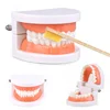 1pcs Cheap Standard Dental Model Teeth Teaching Model Plastic Teeth Model For Dentist Dental Students Studying Education Display 1