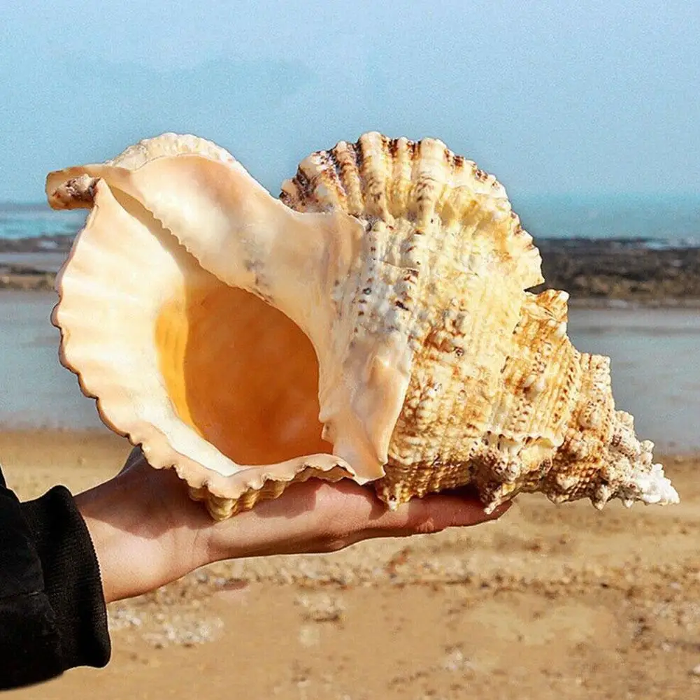 Coquille naturelle rare conque échiquier escargot ermite crabe remplacement aquarium aménagement Coquille naturelle rare conque échiquier escargot ermite crabe remplacement aquarium aménagement