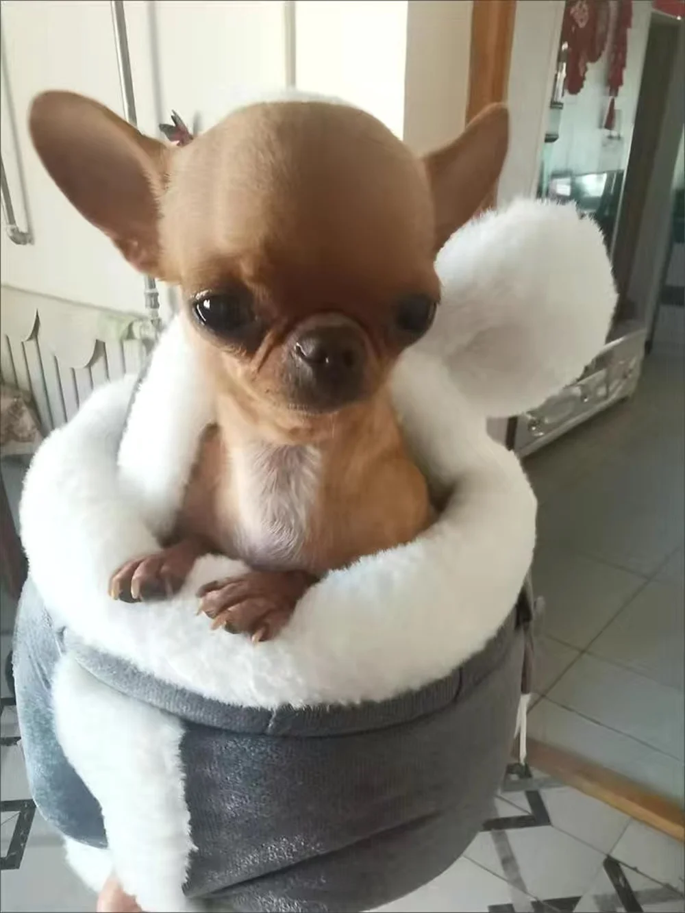 Winter Warm Pet Backpack Carrier for Small Dogs