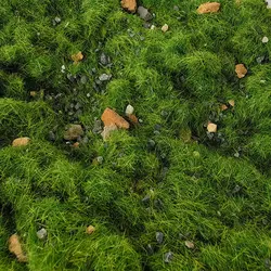 Natural Ground Cover with Rock Particles for HO Railway Dioramas and Military Sand Table Scenes, 50g (Wild green)