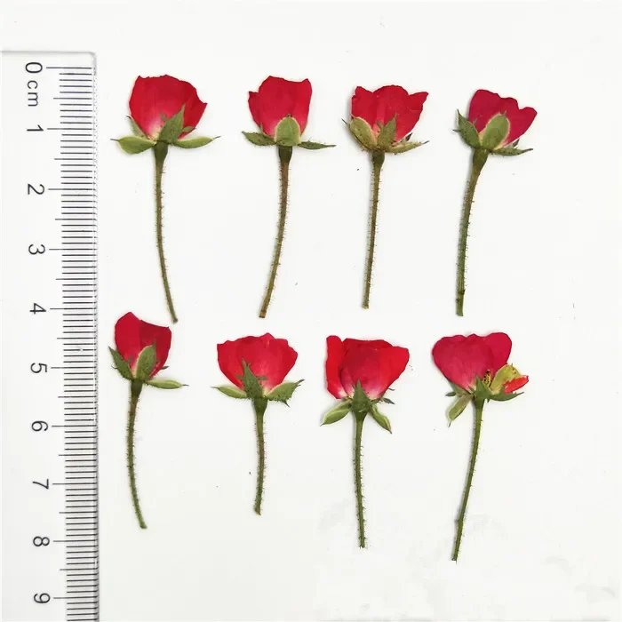 20pcs 1cm head